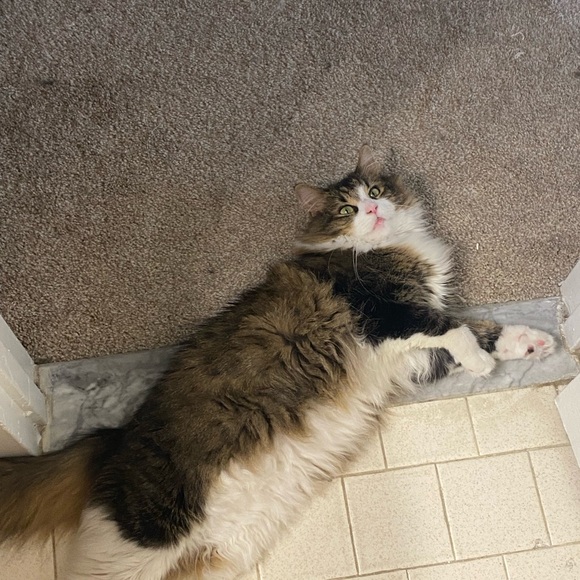 Meet your Posher, Anna - Picture 6 of 12